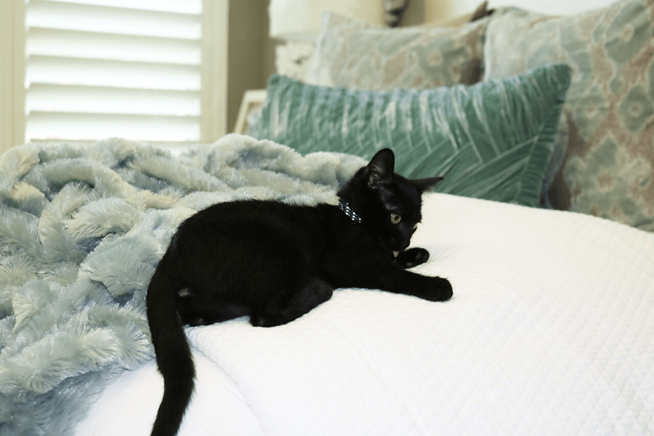 how to refresh your master bedroom in 4 easy steps