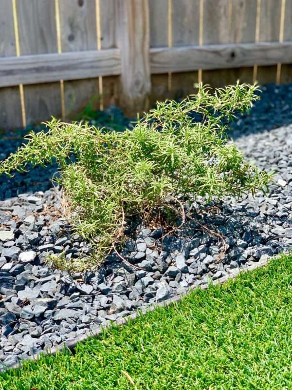 MRI, Melissa Roberts Interiors, Houston Interior Design, Houston Interior Designers, Beaumont Interior Designers, Houston, Texas, Pool Design, Outdoor Kitchen Design, How to Design an Pool, Swimming Pool Designs, Swimming Pool Design for Small Backyard, Patio Extension, Backyard Design, Backyard landscape ideas, How to build an inground swimming pool, modern swimming pool design, modern swimming pool, what to expect when remodeling your patio, what to expect when adding a swimming pool, what does a pool cost, outdoor oasis. Step by step remodeling process, building a swimming pool progress pictures, Mediterranean, modern Mediterranean, modern Mediterranean pool, pool water feature, outdoor kitchen appliances, outdoor lighting, landscaping around a pool, backyard landscaping 