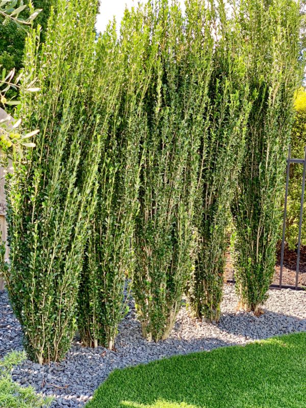 MRI, Melissa Roberts Interiors, Houston Interior Design, Houston Interior Designers, Beaumont Interior Designers, Houston, Texas, Pool Design, Outdoor Kitchen Design, How to Design an Pool, Swimming Pool Designs, Swimming Pool Design for Small Backyard, Patio Extension, Backyard Design, Backyard landscape ideas, How to build an inground swimming pool, modern swimming pool design, modern swimming pool, what to expect when remodeling your patio, what to expect when adding a swimming pool, what does a pool cost, outdoor oasis. Step by step remodeling process, building a swimming pool progress pictures, Mediterranean, modern Mediterranean, modern Mediterranean pool, pool water feature, outdoor kitchen appliances, outdoor lighting, landscaping around a pool, backyard landscaping