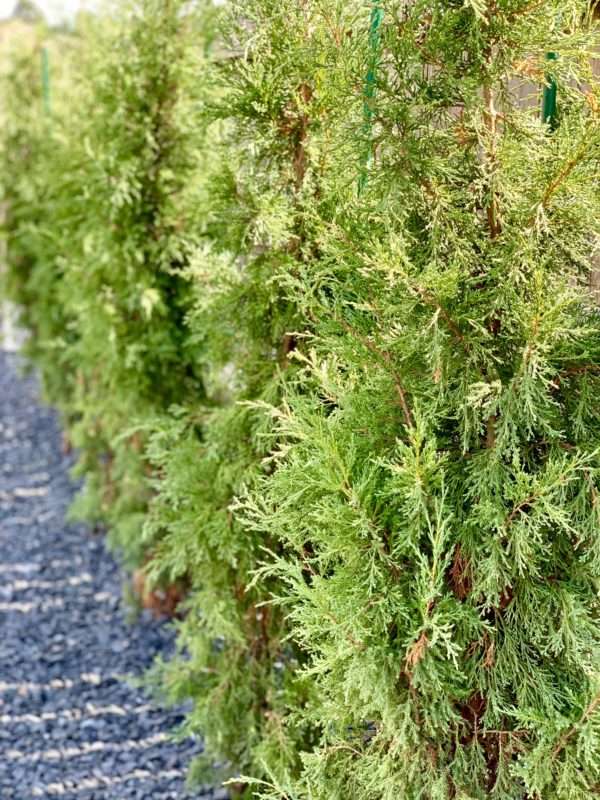 MRI, Melissa Roberts Interiors, Houston Interior Design, Houston Interior Designers, Beaumont Interior Designers, Houston, Texas, Pool Design, Outdoor Kitchen Design, How to Design an Pool, Swimming Pool Designs, Swimming Pool Design for Small Backyard, Patio Extension, Backyard Design, Backyard landscape ideas, How to build an inground swimming pool, modern swimming pool design, modern swimming pool, what to expect when remodeling your patio, what to expect when adding a swimming pool, what does a pool cost, outdoor oasis. Step by step remodeling process, building a swimming pool progress pictures, Mediterranean, modern Mediterranean, modern Mediterranean pool, pool water feature, outdoor kitchen appliances, outdoor lighting, landscaping around a pool, backyard landscaping