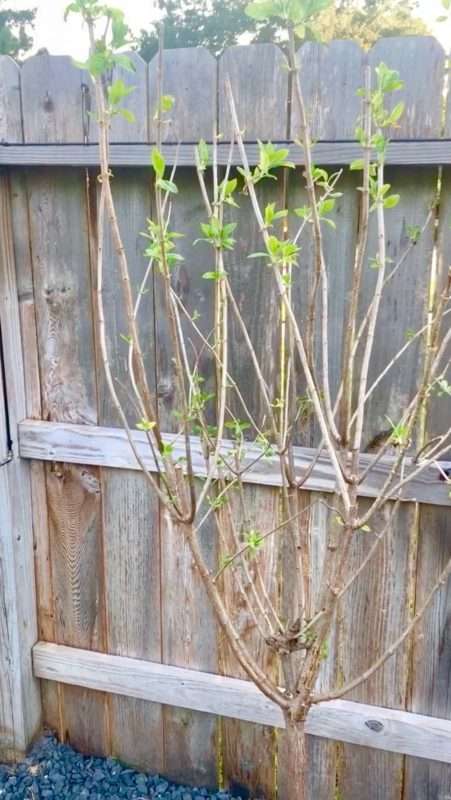 MRI, Melissa Roberts Interiors, Houston Interior Design, Houston Interior Designers, Beaumont Interior Designers, Houston, Texas, Pool Design, Outdoor Kitchen Design, How to Design an Pool, Swimming Pool Designs, Swimming Pool Design for Small Backyard, Patio Extension, Backyard Design, Backyard landscape ideas, How to build an inground swimming pool, modern swimming pool design, modern swimming pool, what to expect when remodeling your patio, what to expect when adding a swimming pool, what does a pool cost, outdoor oasis. Step by step remodeling process, building a swimming pool progress pictures, Mediterranean, modern Mediterranean, modern Mediterranean pool, pool water feature, outdoor kitchen appliances, outdoor lighting, landscaping around a pool, backyard landscaping