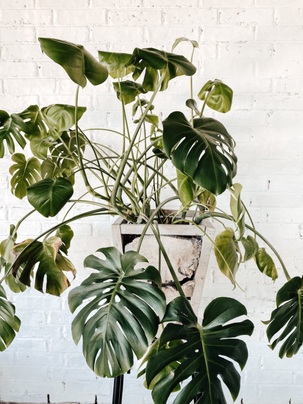 7 Low Maintenance Indoor Plants, indoor plant care, caring for indoor plants, how to care for indoor plants. low maintenance indoor plants, indoor plants, easy indoor plants, modern plants, cool planters, modern planters, unique planters, affordable planters, plants in a home, chic plants, contemporary chic plants, easy indoor plants, snake plant care, mother in laws tongue care, style snake plant, styled fiddle fig, fiddle fig tree care, fiddle fig tree styled