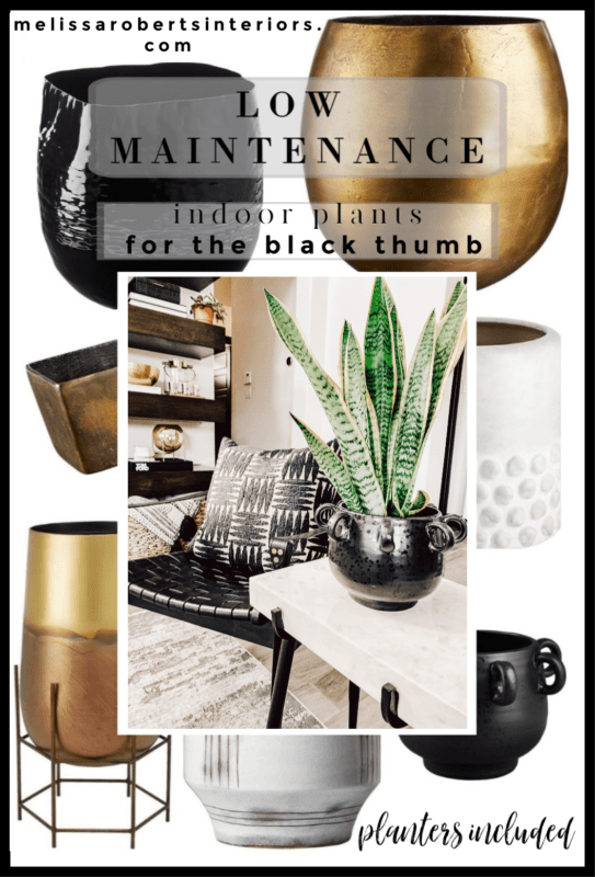 7 Low Maintenance Indoor Plants, indoor plant care, caring for indoor plants, how to care for indoor plants. low maintenance indoor plants, indoor plants, easy indoor plants, modern plants, cool planters, modern planters, unique planters, affordable planters, plants in a home, chic plants, contemporary chic plants, easy indoor plants, snake plant care, mother in laws tongue care, style snake plant, styled fiddle fig, fiddle fig tree care, fiddle fig tree styled