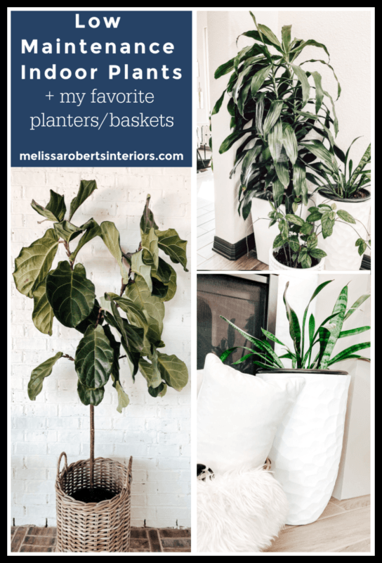 7 Low Maintenance Indoor Plants, indoor plant care, caring for indoor plants, how to care for indoor plants. low maintenance indoor plants, indoor plants, easy indoor plants, modern plants, cool planters, modern planters, unique planters, affordable planters, plants in a home, chic plants, contemporary chic plants, easy indoor plants, snake plant care, mother in laws tongue care, style snake plant, styled fiddle fig, fiddle fig tree care, fiddle fig tree styled
