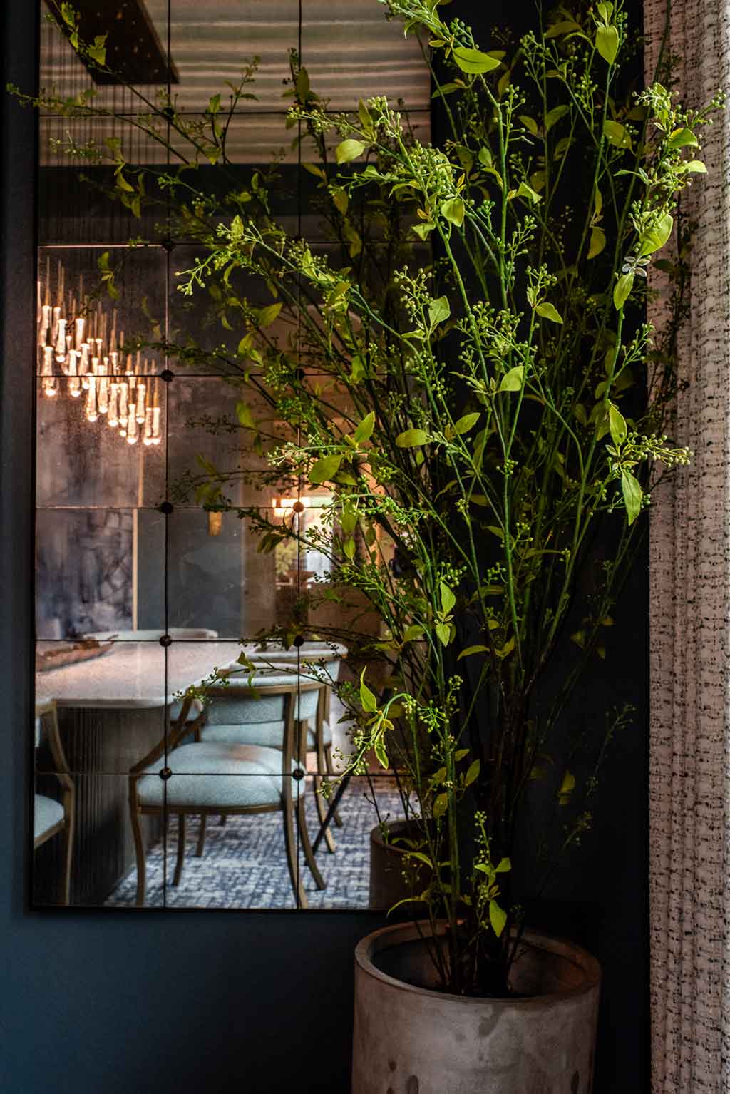 Northern Spruce Northern Spruce